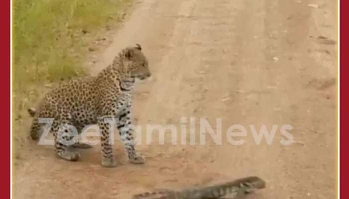 Unbelievable Animal Video: Lizard Slaps Leopard, Video Viral