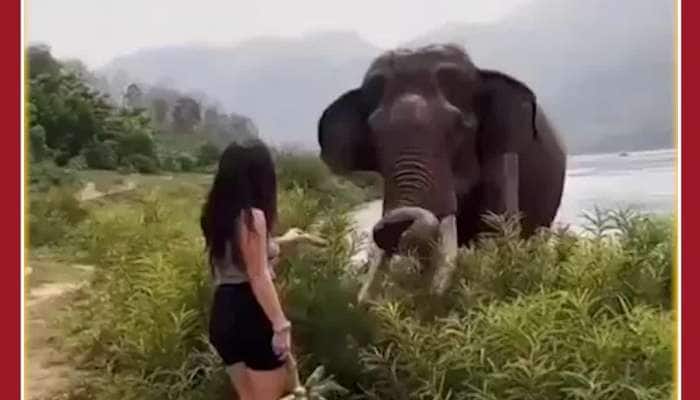 Shocking Viral Video: Elephant Attacks Girl as she Teases it