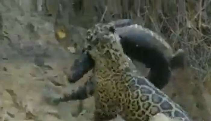 Leopard Goes Into Water To 'Hunter' A Crocodile: Captivating Viral ...