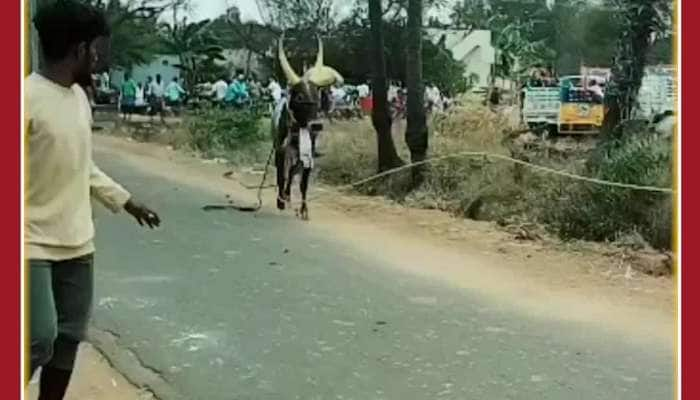 Scary Animal Attack Video: Bull Attacks, Man Climbs Pole