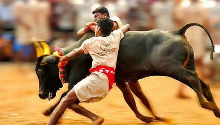 Jallikattu Verdict: ‘கலாச்சாரத்துடன் ஒன்றியது ஜல்லிக்கட்டு’உச்சநீதிமன்ற அரசியல் சாசன அமர்வு 