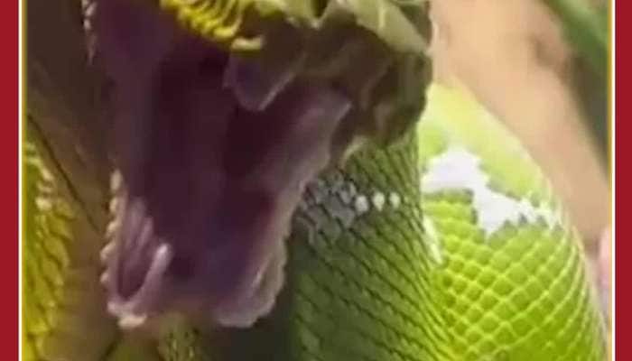 Scary Snake Yawn Very Rare Viral Video