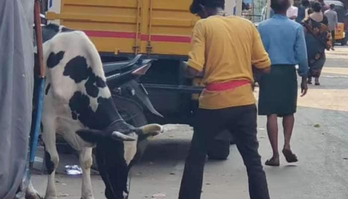 மாட்டிடம் சென்று நோக்கு வர்மம் செய்த குடிமகன் -அப்புறம் என்ன நடந்துச்சு தெரியுமா? வைரல் வீடியோ title=