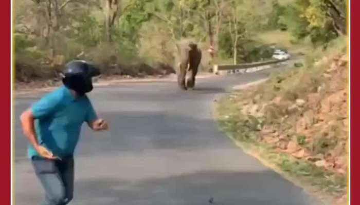 Scary Viral Video: Elephant Attacks People