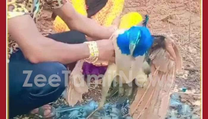 மயிலின் இறகுகளை கொடூரமாக பறித்த நபர்: வீடியோ வைரல்