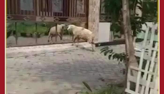 Funny Animal Viral Video: This Sheep Steals Internet