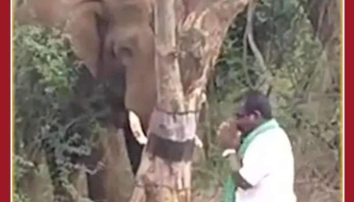 Scary Viral Video: Man Teases Elephant, See What Happens Next 