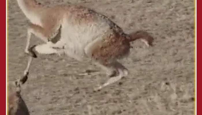 Unbelievable viral video: Deer Beats Lioness Who Comes to Kill it