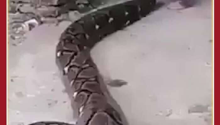 Scary Python Video: Kid Plays With Big Python, Video Viral