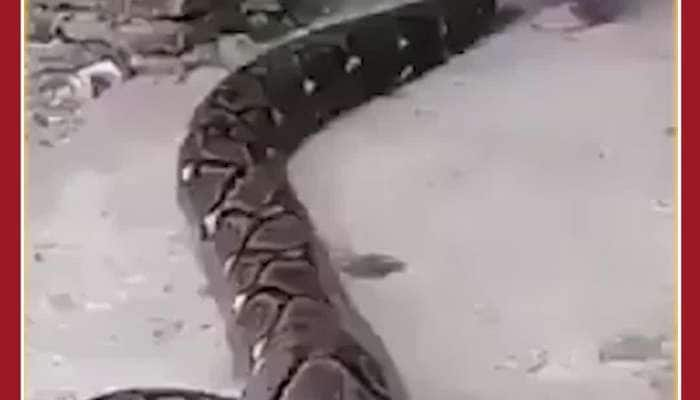 Scary Python Video: Kid Plays With Big Python, Video Viral