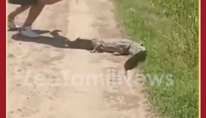 Scary Viral Video: Crocodile Attacks Man as he Tries to Harm it