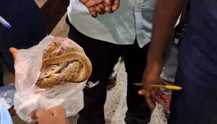 Shocking Youth Comes to Hospital with Snake