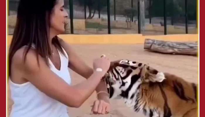 Scary Animal Viral Video: Tiger Grabs Girls Hand in Jaws Love or Hate