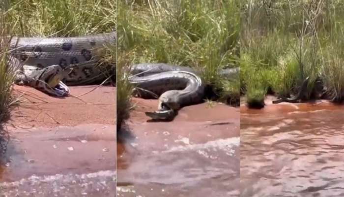 உனக்கு இது தேவையா.. எதையோ விழுங்கி அவதிப்பட்ட மலைப்பாம்பு: வீடியோ வைரல்