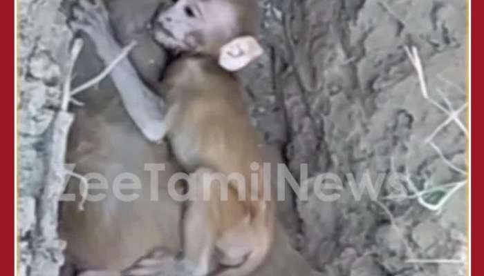 Emotional Viral Video: Baby Monkey Reaction to Mothers Death Breaks Hearts