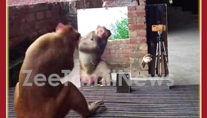Funny Animal Video: Monkey Saw Itself in Mirror, Reaction Steals Internet
