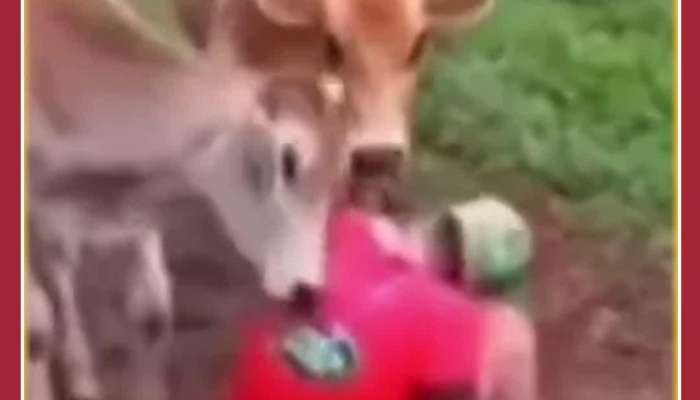 Emotional Viral Video: Cow Hugs Farmer after Seeing Him Sad