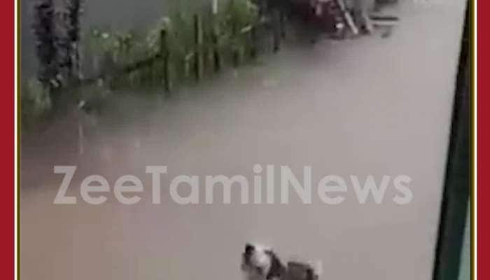 Funny Dog Dance in Rain: Netizens Enjoy it, Viral Video