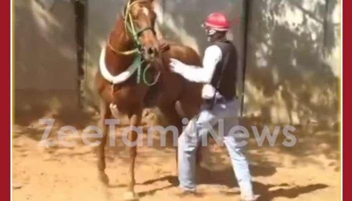 Funny Horse Viral Video: Horse Kicks Man after he did this 