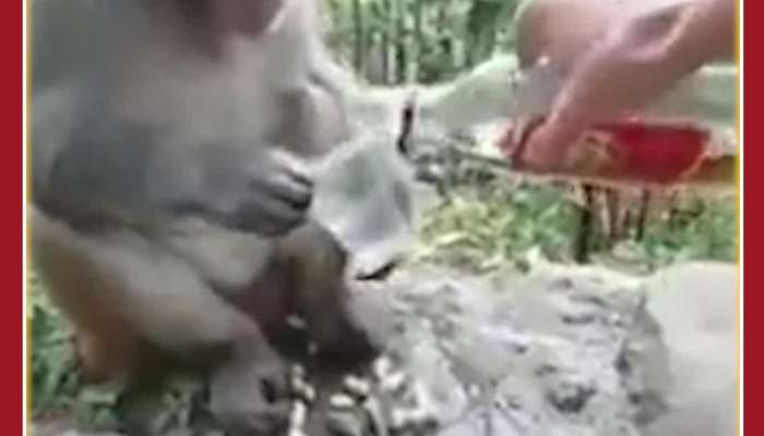 Monkey Drinks Alcohol, Did This: Netizens Shocked Viral Video
