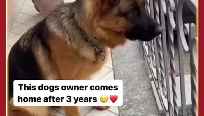 Emotional Viral Video: Dog Meets Owner After 3 Years, love at its peak