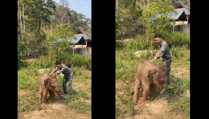 Viral Video: குசும்பு பிடிச்ச குட்டி யானைப்பா இது... ஒரு இடத்துல நிக்க மாட்டியா...!!