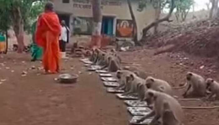 குரங்குகளுக்கு அன்னதானமா.. வாய்ப்பிளக்கும் நெட்டிசங்கள்: வீடியோ வைரல்