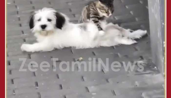Cat Gives Massage to Cat: Funny Animal Video Goes Viral