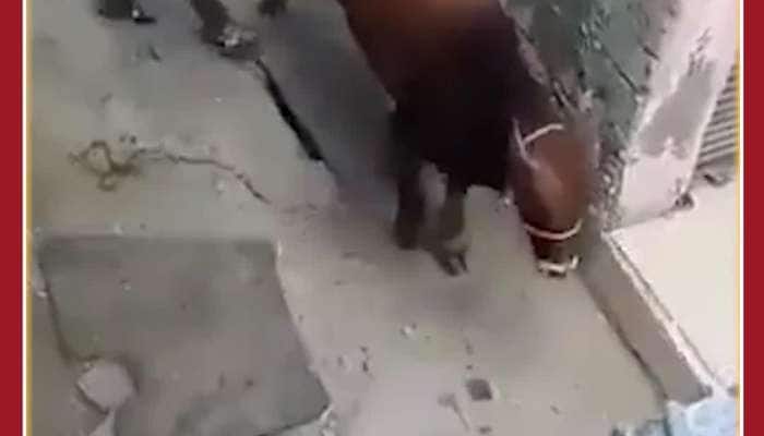 Shocking Viral Video: Cow Throws Man on Road as she kicks her