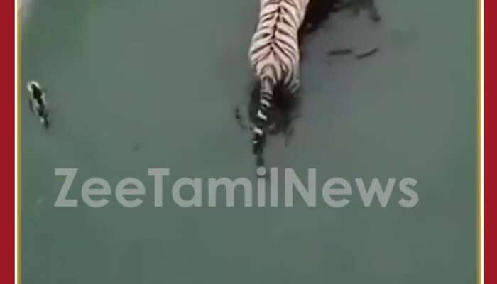 Unbelievable Viral Video: Tiger Fails To Catch Smart Duck 