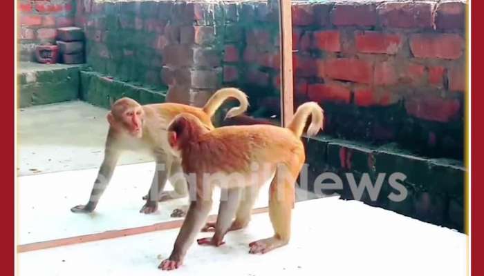 Monkey Saw Itself in Mirror: Humorous Reaction Steals Internet Video Goes Viral 