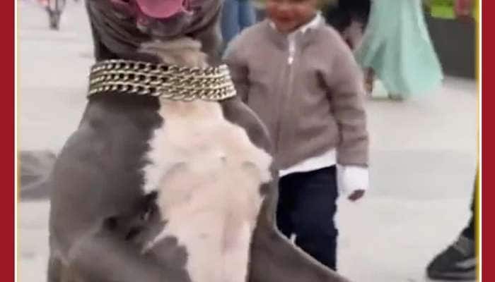 Funny Boy Reaction After Pitbull Dog Gets Angry: Video Viral