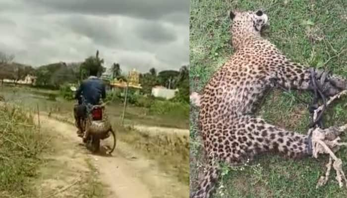 சீண்டிய சிறுத்தையை ஆட்டுக்குட்டியைப் போல் அலேக்காக தூக்கிவந்த இளைஞர் - வைரல் வீடியோ title=