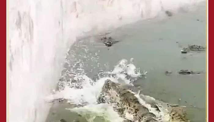 Unbelievable Viral Video: Monkey Escapes After Falling in Pool of Crocodiles 