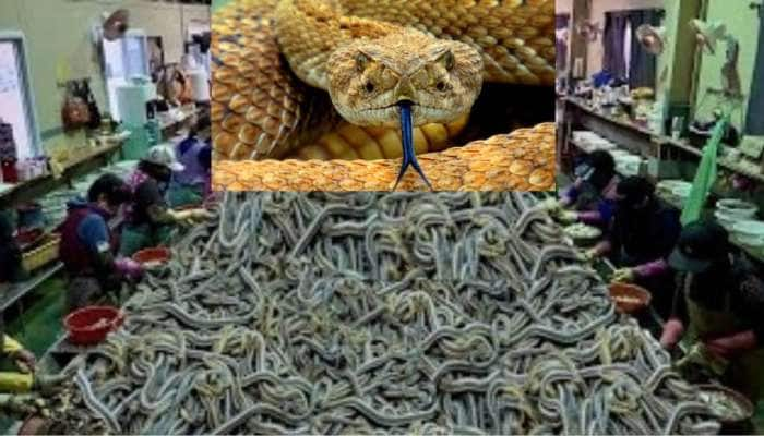 Snake: தண்ணி அடிச்சாலும் உடம்பு கெட்டுப் போகக்கூடாதா? பாம்பு மருந்து இருக்கு! title=