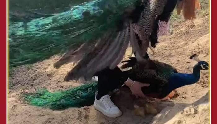 Woman Steals Peacock Eggs: See What Shocking Happens Next 