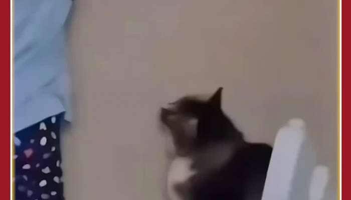 Funny Cat Viral Video: Intelligence Leaves Netizens Awestruck 