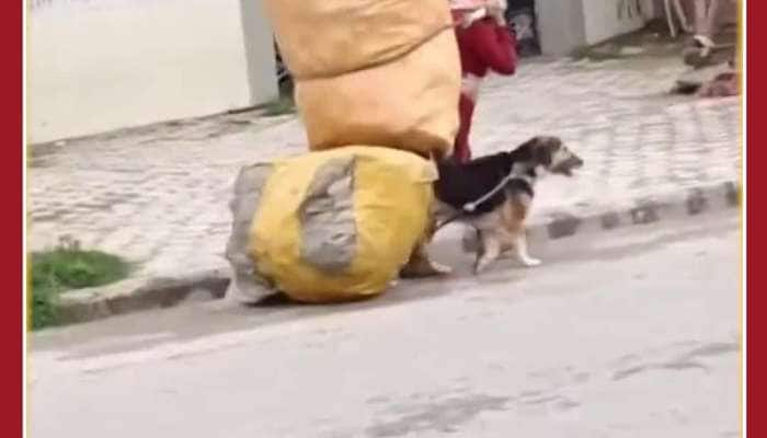 Funny Dog Video: Dog Helps Rag Picker, Steals Netizens Hearts