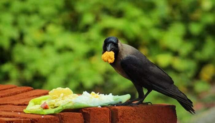 அமாவாசை அன்று காகங்களுக்கு உணவளித்தால் இவ்வளவு நன்மைகளா? 