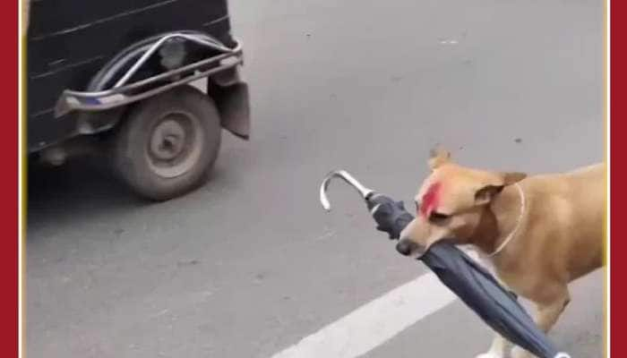 Emotional Dog Viral Video: Netizens Fall in Love