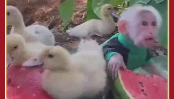 Funny Animal Bonding Video: Monkey Shares Watermelon With Ducks 
