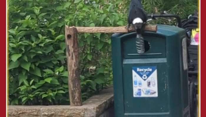 Rare Viral Video: Crow Did This Amazing Thing in Park