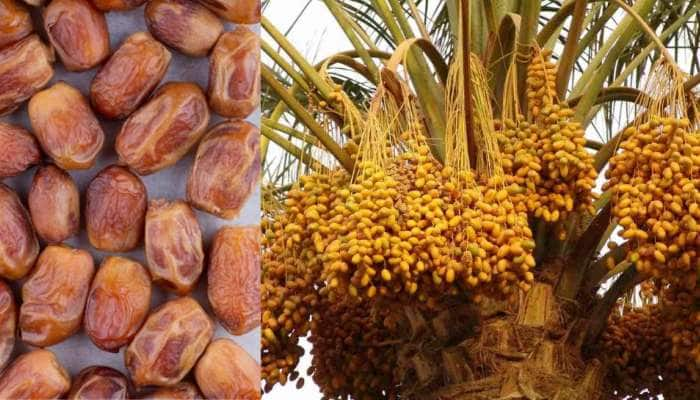 Dates Farming: தண்ணியே வேண்டாம்! மரம் வச்சா போதும், வருசத்துக்கு ரூ 20 லட்ச லாபம்