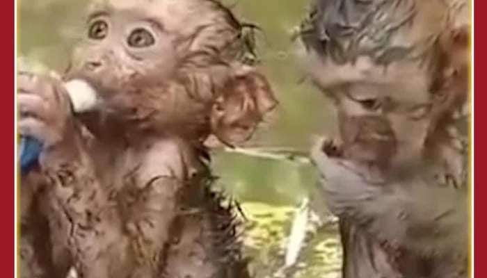 Emotional Monkey Viral Video: Man Feeds Monkeys, Netizens Hearts Melt