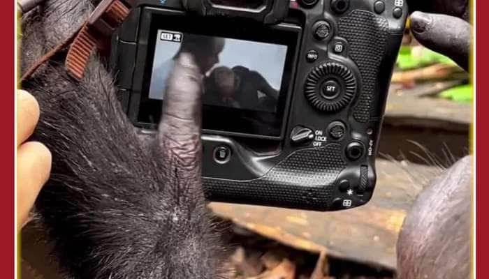 Photographer Monkey Steals Netizens Hearts: Video Goes Viral 