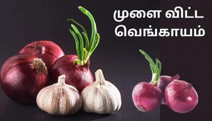 முளை விட்ட வெங்காயத்தில் இத்தனை நன்மைகளா... இது தெரியாம போச்சே...!! title=