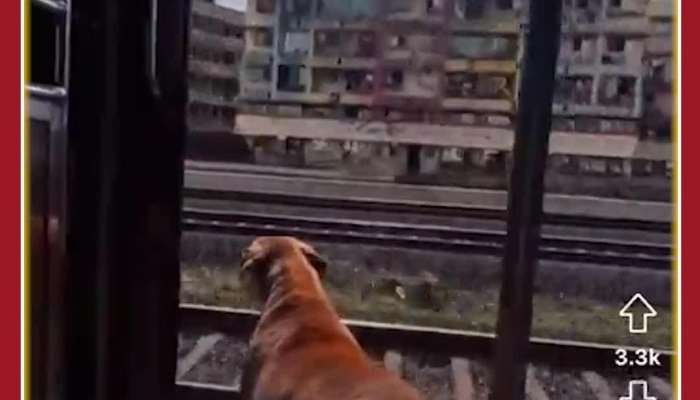 Funny Dog Gets Down From Train on the move: Viral Video