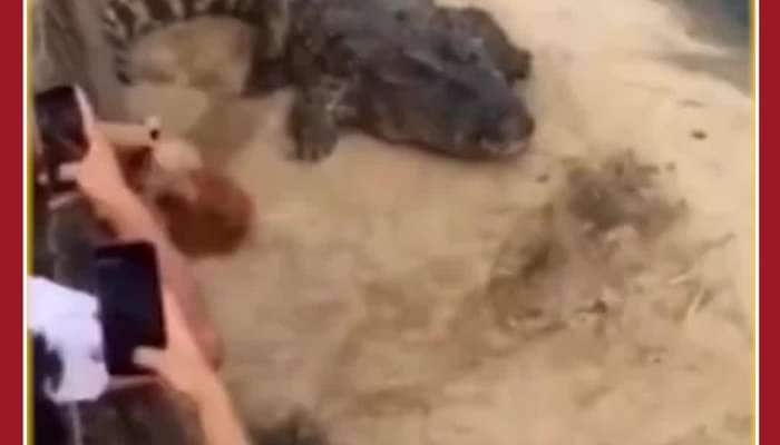 Funny Viral Video: Surprising Escape of Cock From Crocodiles