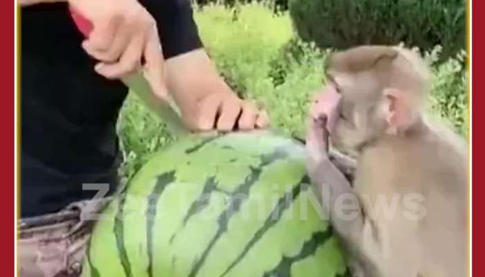 Funny Monkey Video: Man Shares Watermelon Monkeys Reaction Steals Internet
