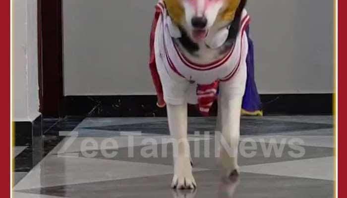 Dogs Fashion Show: Cute Viral Video Adores Netizens 